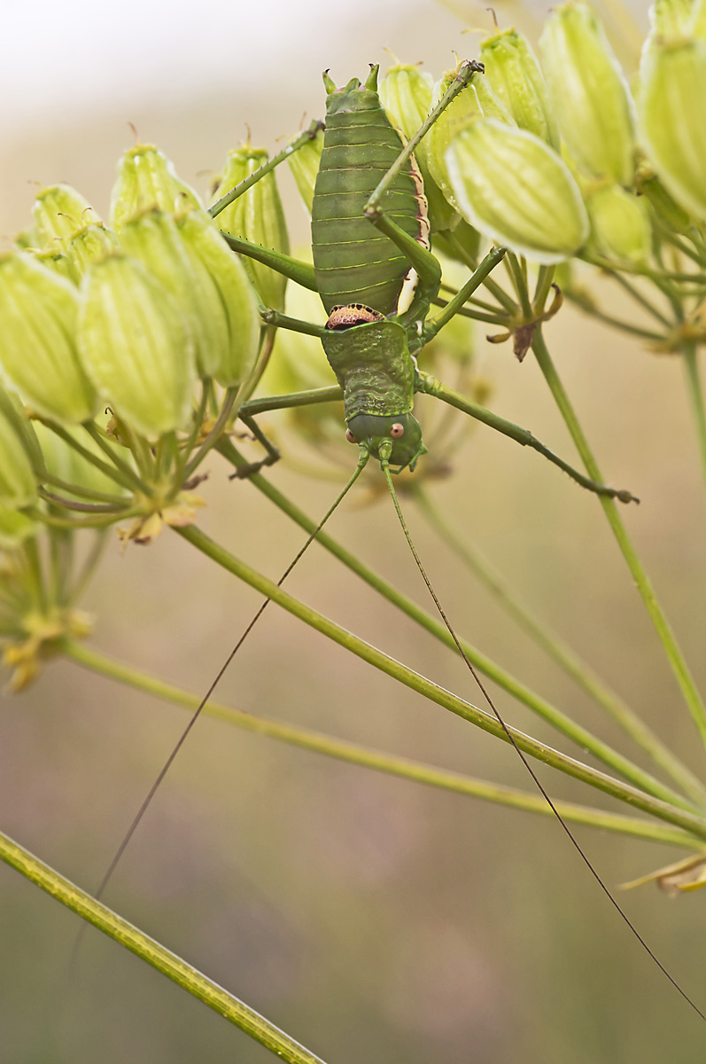 orthoptera